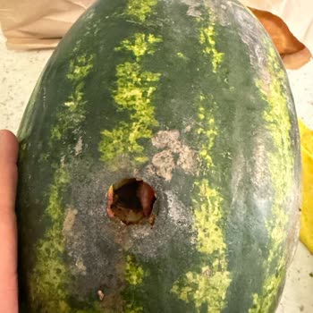 Yemeksepeti Market'ten Bozuk Karpuz Gönderildi, Tam İade İstiyorum