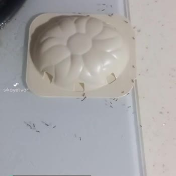 Raid Karınca Yemi İşe Yaramıyor