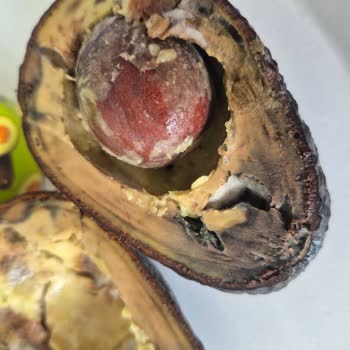 Kutulu Avokado Küflü: Sağlık Riski Ve 38 TL Zarar