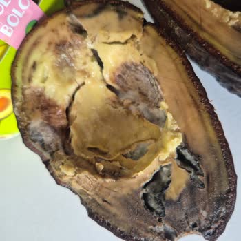 Kutulu Avokado Küflü: Sağlık Riski Ve 38 TL Zarar