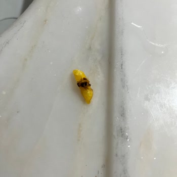 Patates Paketinde Böcek Tespiti Ve Hijyen Eleştirisi