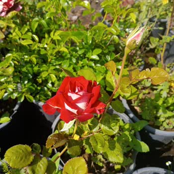Meandros Flora'dan Aldığım Çiçeklerde Görsel Ve Ürün Farklılığı, Kargolama Sorunları Ve Engellenme