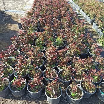 Meandros Flora'dan Aldığım Çiçeklerde Görsel Ve Ürün Farklılığı, Kargolama Sorunları Ve Engellenme