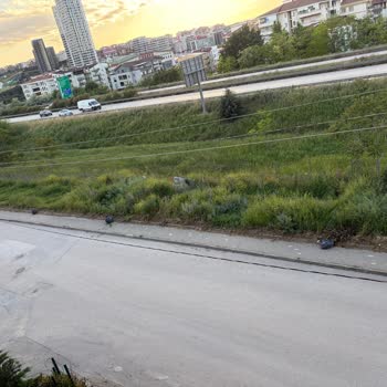 Geçit Mahallesinde Kaldırımlarda Otların Temizlenmemesi