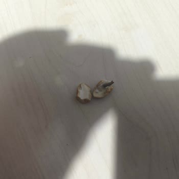 Eryaman Şubesinde Böceklenmiş Kajulu Kuruyemiş Paketi