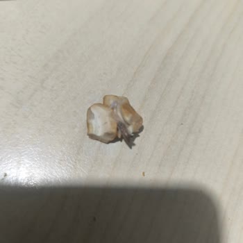 Eryaman Şubesinde Böceklenmiş Kajulu Kuruyemiş Paketi