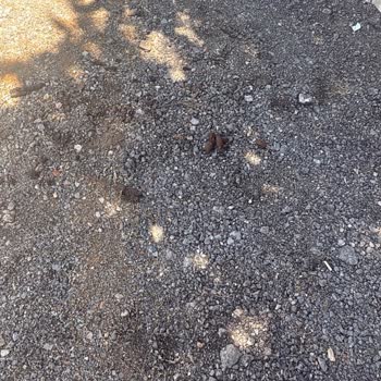 Kazı Sonrası Asfalt Eksikliği Sokakta Kötü Koku Ve Pislik Oluşturuyor