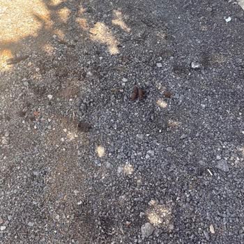 Kazı Sonrası Asfalt Eksikliği Sokakta Kötü Koku Ve Pislik Oluşturuyor