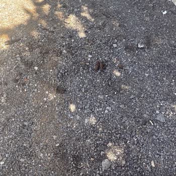 Kazı Sonrası Asfalt Eksikliği Sokakta Kötü Koku Ve Pislik Oluşturuyor