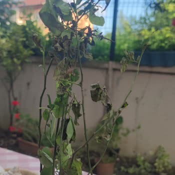 Galaksi Kargo Aracılık Hizmetleri Reklamda Gösterilen Yaban Mersini Fidanları Gerçekte Küçük
