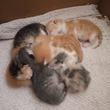 Küçükçekmece Barınağında İhmal Ve Yanıltıcı Bilgi Anne Kedinin Yavrularının Ölümüne Yol Açtı