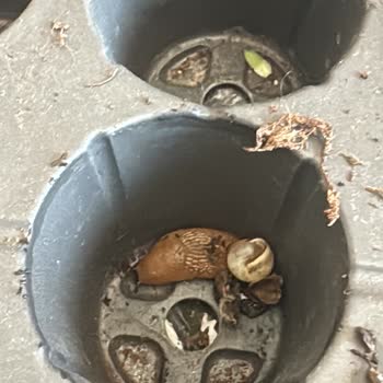 Deforme Ve Böceklenmiş Çiçeklerde Koku Ve Bozulma, Satıcı Cevap Vermiyor