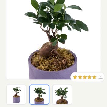 İlan Edilen Bonsai İle Gönderilen Ürün Arasındaki Fark Ve İade Talebi