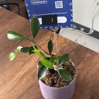 İlan Edilen Bonsai İle Gönderilen Ürün Arasındaki Fark Ve İade Talebi