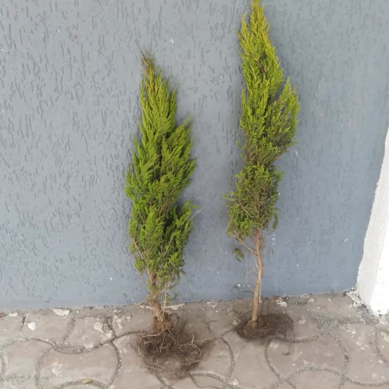 Üç Bin İki Yüz TL'lik Siparişte Hatalı Limon Servi, Cevapsız İletişim Ve Engelleme