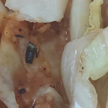 Çiğköfte Dürümünde Böcek: Hijyen Ve Sağlık İhlali