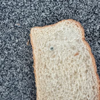 Müddetine Kalmış Küflü Tost Ekmeği İade İçin Mağazaya Geri Dönme Zorunluluğu