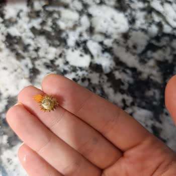 BİM Şubesinde Tukaş Garnitür Ürününün İçinde Garip Cisim Ve Acımsı Tat: Hijyen Ve Sağlık Endişesi