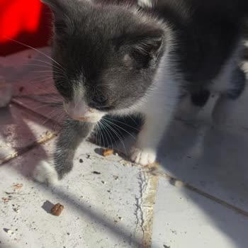 Seydikemer'de 7/24 Sokak Hayvanı Veteriner Desteği Sağlanamıyor