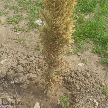 Mimarım Gül | Güller Botanik Talep Edilen 1,5 Metrelik Selvi Yerine 40 Cm Ağaç Gönderildi