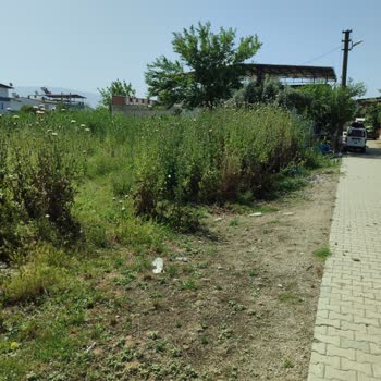 Nazilli Yeni Sanayi Mahallesinde Aşırı Sivrisinek Ve Yabani Ot Sorunları İçin Acil İlaçlama Talebi