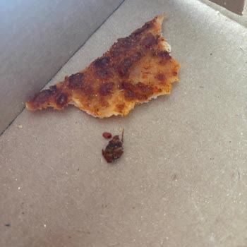 Domino's Pizza’da Böcek Ve Hijyen İhmali