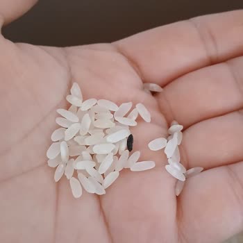 Fare Dışkısı Bulunan Pirinç İçin Ürün Değişimi Ve İnceleme Talebi