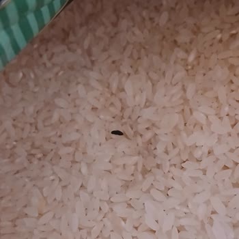 Fare Dışkısı Bulunan Pirinç İçin Ürün Değişimi Ve İnceleme Talebi