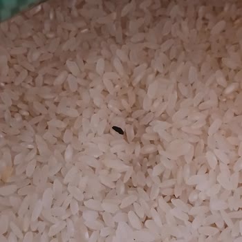 Fare Dışkısı Bulunan Pirinç İçin Ürün Değişimi Ve İnceleme Talebi