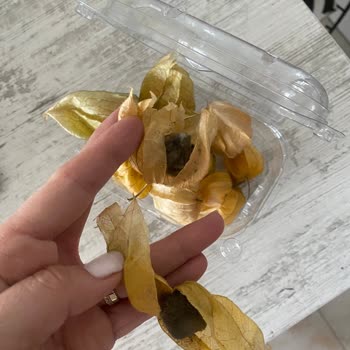 Altın Çilek Ürününde Çürüme Ve Küflenme Sorunu