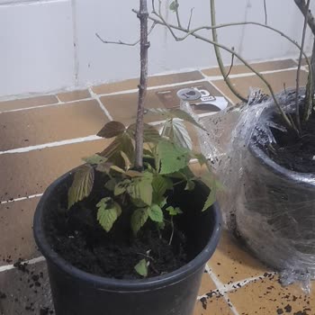 Abelia Fidancılık'tan Kurumuş Fidanlar Ve Cevapsız İletişim