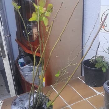 Abelia Fidancılık'tan Kurumuş Fidanlar Ve Cevapsız İletişim