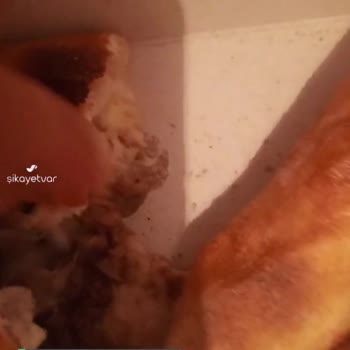 Ekizler Görele Pide Kıl Çıktı!