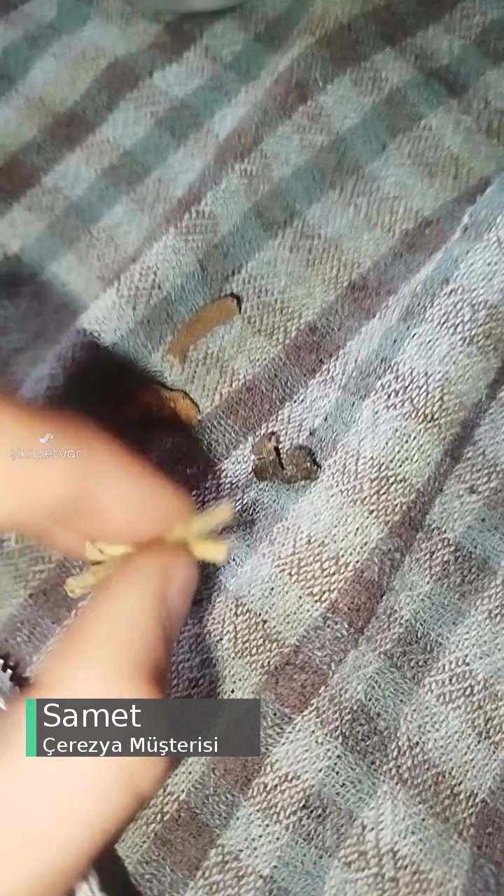 Çerezya Odun Göndermiş! videonun kapak resmi