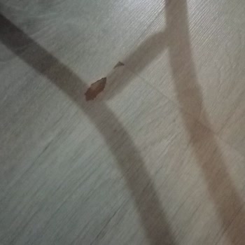 Laminat Parke Kabarma Ve Çökme Sorunu İçin Ücretsiz İnceleme Ve Onarım Talebi