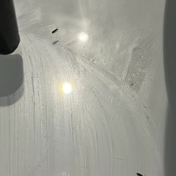 Marka Mantısında Böcek: Hijyen İhmal Ve Bebeğin Sağlığı