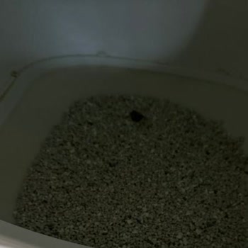 Kedi Tuvaleti Temizleme Sorunu Ve İade Reddi