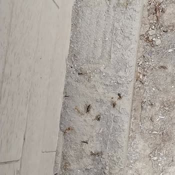 Esenyurt’taki İlaçlama Eksikliği Ve Haşere Sorunu