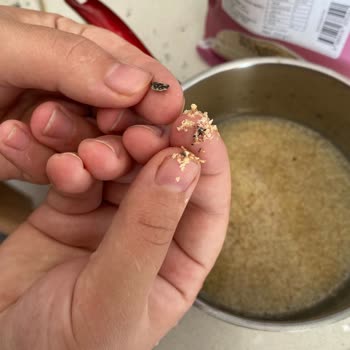 Beyorganik Organik Rüşeym Paketi İçinde Ölü Böcek