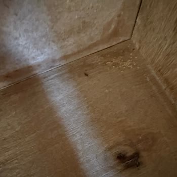 Mudo Konsolundan Tahta Kurdu Çıktı, Kargo Ve İlaçlama Masrafları Geri Ödenmedi
