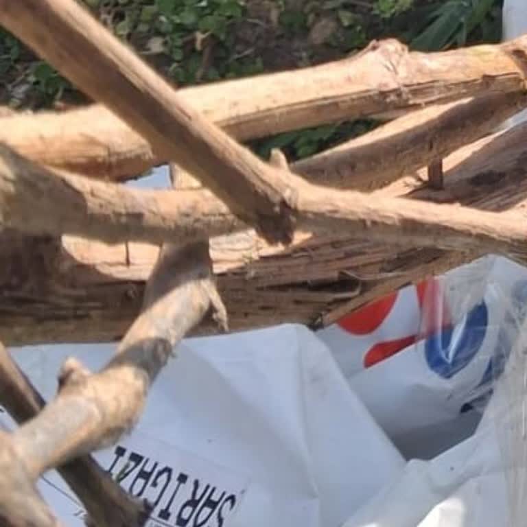 İlyas Fidancılık Manisa Fidanın Kuru Gelmesi