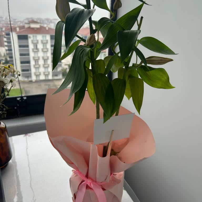 Çiçek Sepeti Saksıdaki Lilyum Çiçeği Solmuş Ve Müşteri Hizmetlerinden Yanıt Gelmedi