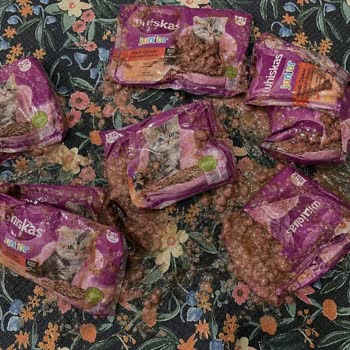 Amazon Delivered Damaged Whiskas Junior Cat Food Without Solution