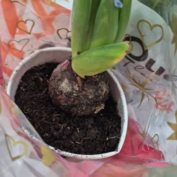 Migros Sanal Market Çiçek Siparişinde Kalitesiz Ürün Ve İade Sorunu