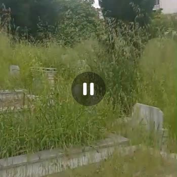 Esenyurt Kıraç Yeni Mezarlık Müdürlüğü boyumuza kadar uzayan otlar