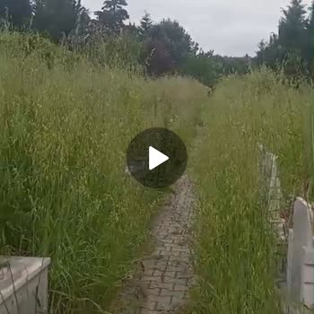 Esenyurt Kıraç Yeni Mezarlık Müdürlüğü boyumuza kadar uzayan otlar