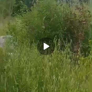 Esenyurt Kıraç Yeni Mezarlık Müdürlüğü boyumuza kadar uzayan otlar