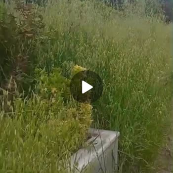 Esenyurt Kıraç Yeni Mezarlık Müdürlüğü boyumuza kadar uzayan otlar