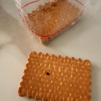 Örümcekli Bisküvi Ve Yanıtsız Arama