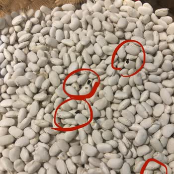 Carrefour Kuru Fasulyede Kurtlu Ürün: Gıda Güvenliği İhlali Ve İade Talebi